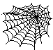 Spider spinning web